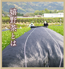 嬉野茶とは