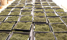 �ʐ^�F�V���̃Z��