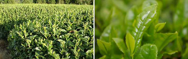 �ʐ^�F��쒃�̒���