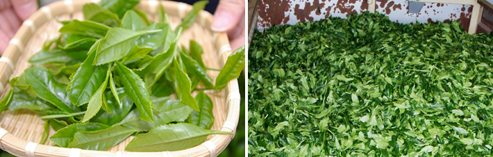 �ʐ^�F�����̊Ǘ�