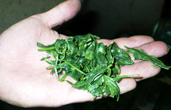 �ʐ^�F���M��̒��t