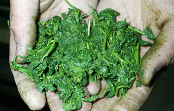 �ʐ^�F�e��