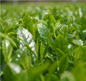 �ʐ^�F���z�Ƒ�n�̌b�� 3�{�Z�b�g