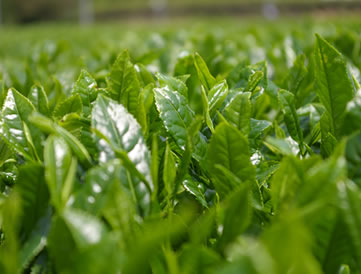 �ʐ^�F���z�Ƒ�n�̌b��